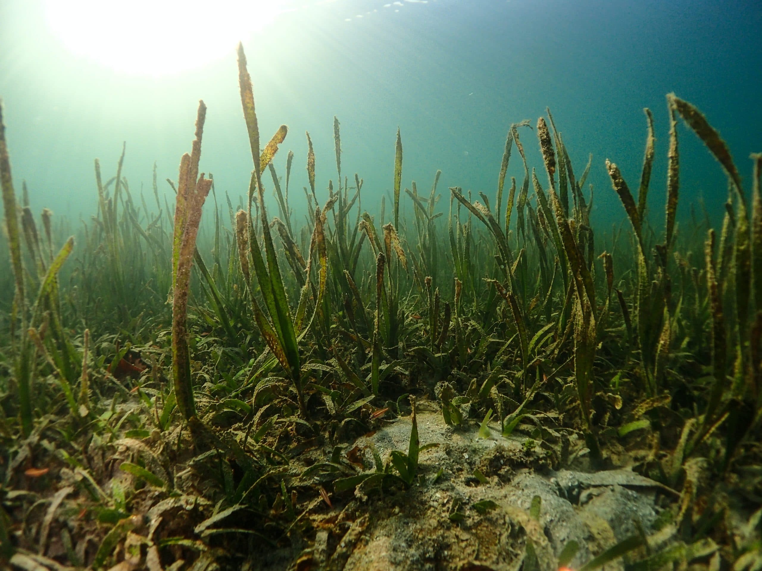 The Bermuda Seagrass Project and Blue Carbon - Climate Wise