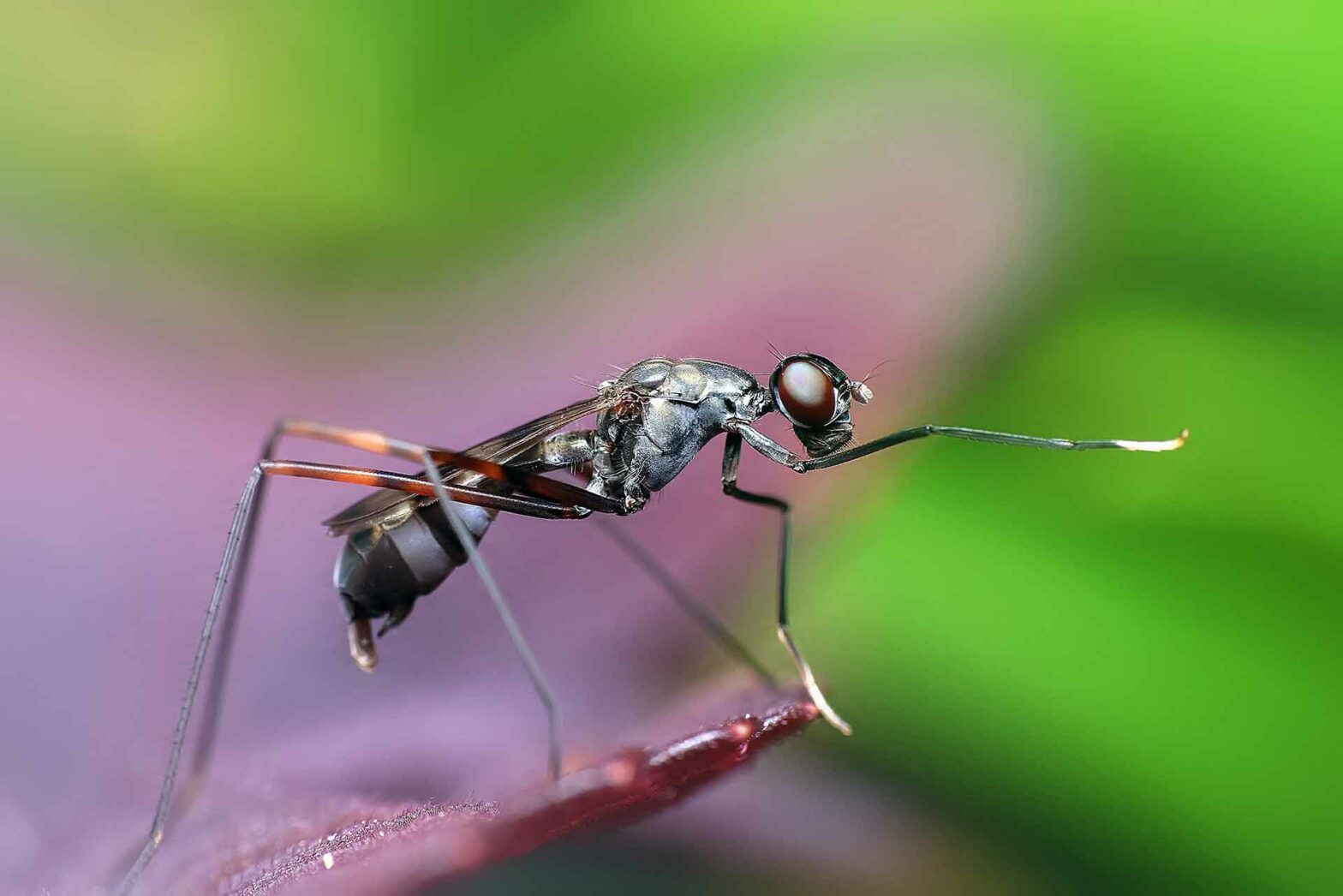 Blog-How Will Climate Change Impact Insect Populations?