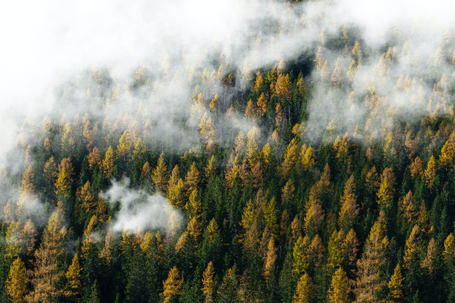 Blog-Reforestation: Transforming the Global Landscape and Combating the Climate Crisis