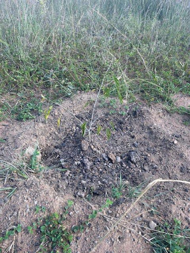 Blog-Let it be our Imire Reforestation Project