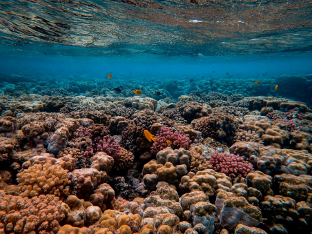 Blog-Nature’s First Line of Defense : How Coastal Ecosystems Shield Us from Climate Change Impacts